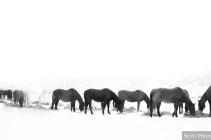 Horses Black & White